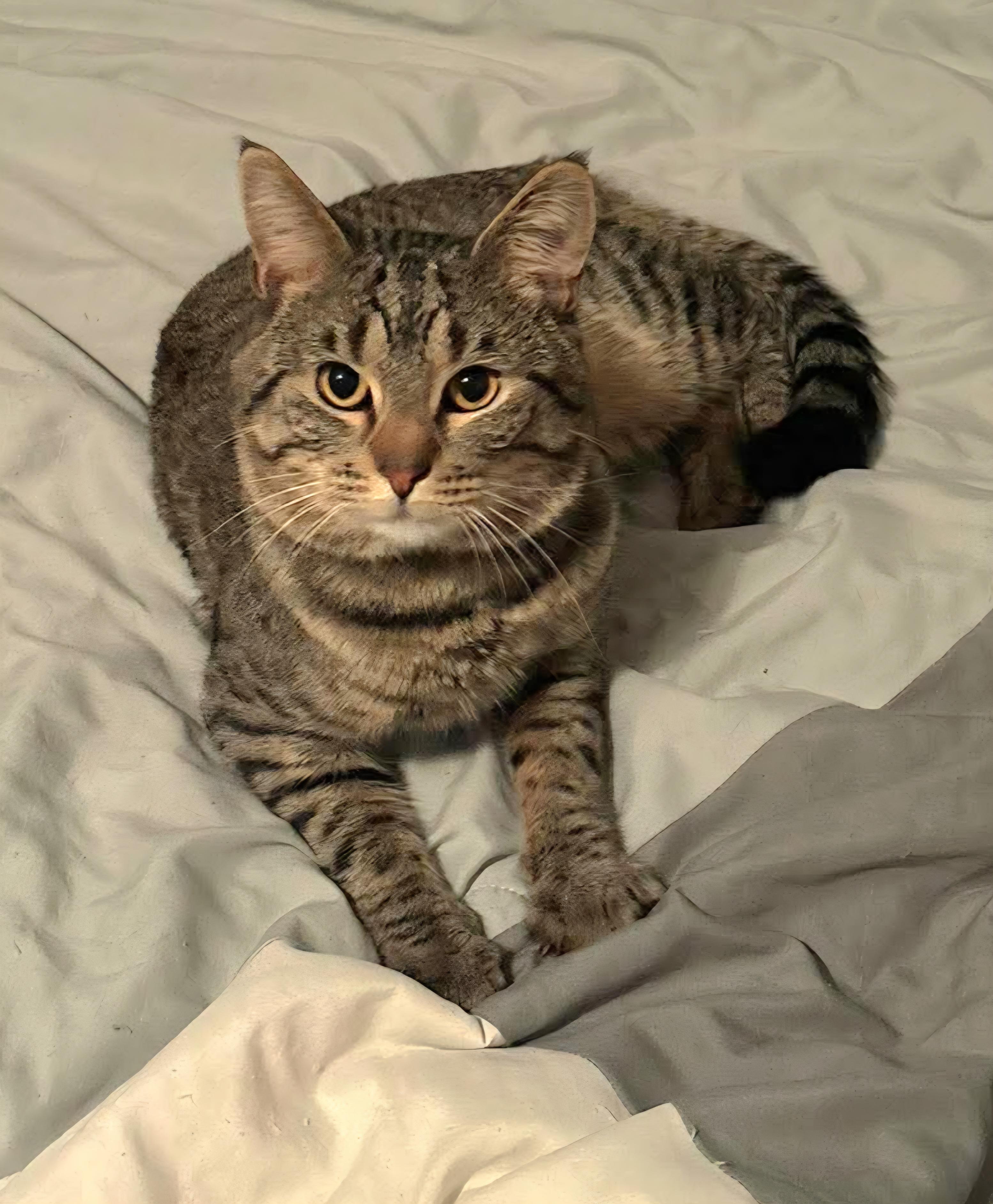 Apollo, Adoptable, Adult Male Domestic Short Hair.