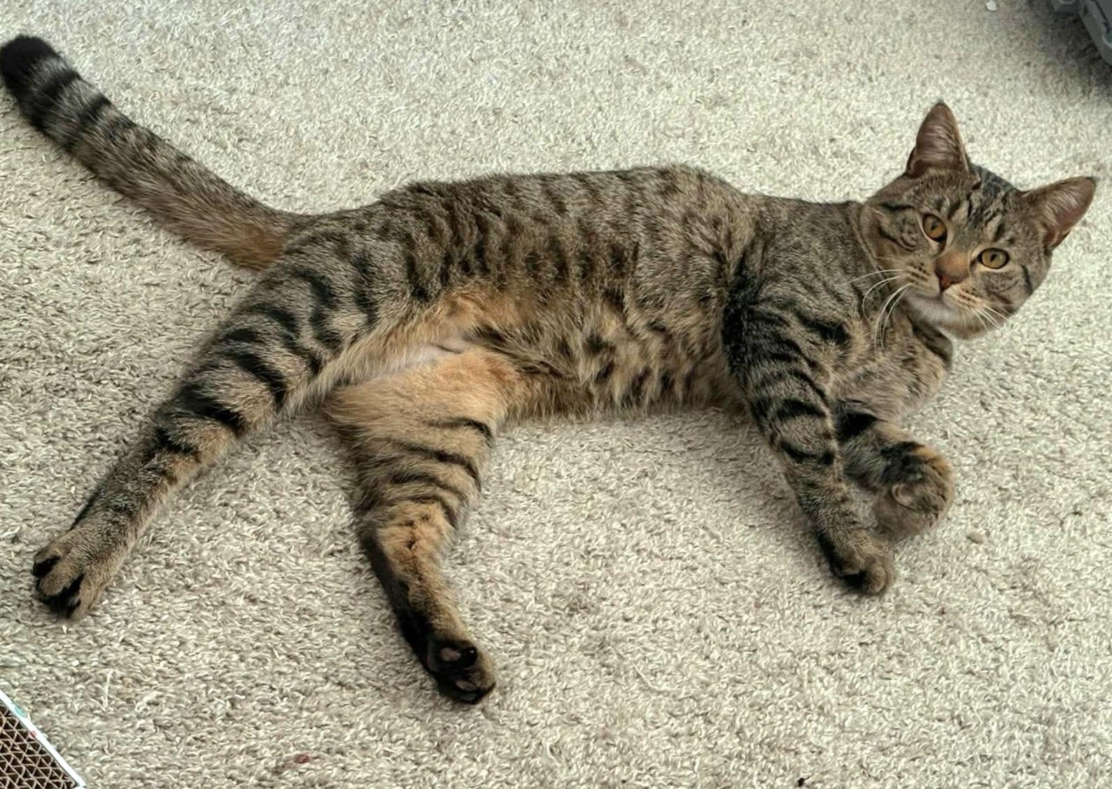 Enlarge Apollo, a Adoptable Domestic Short Hair in Fort Oglethorpe, GA image 4/4