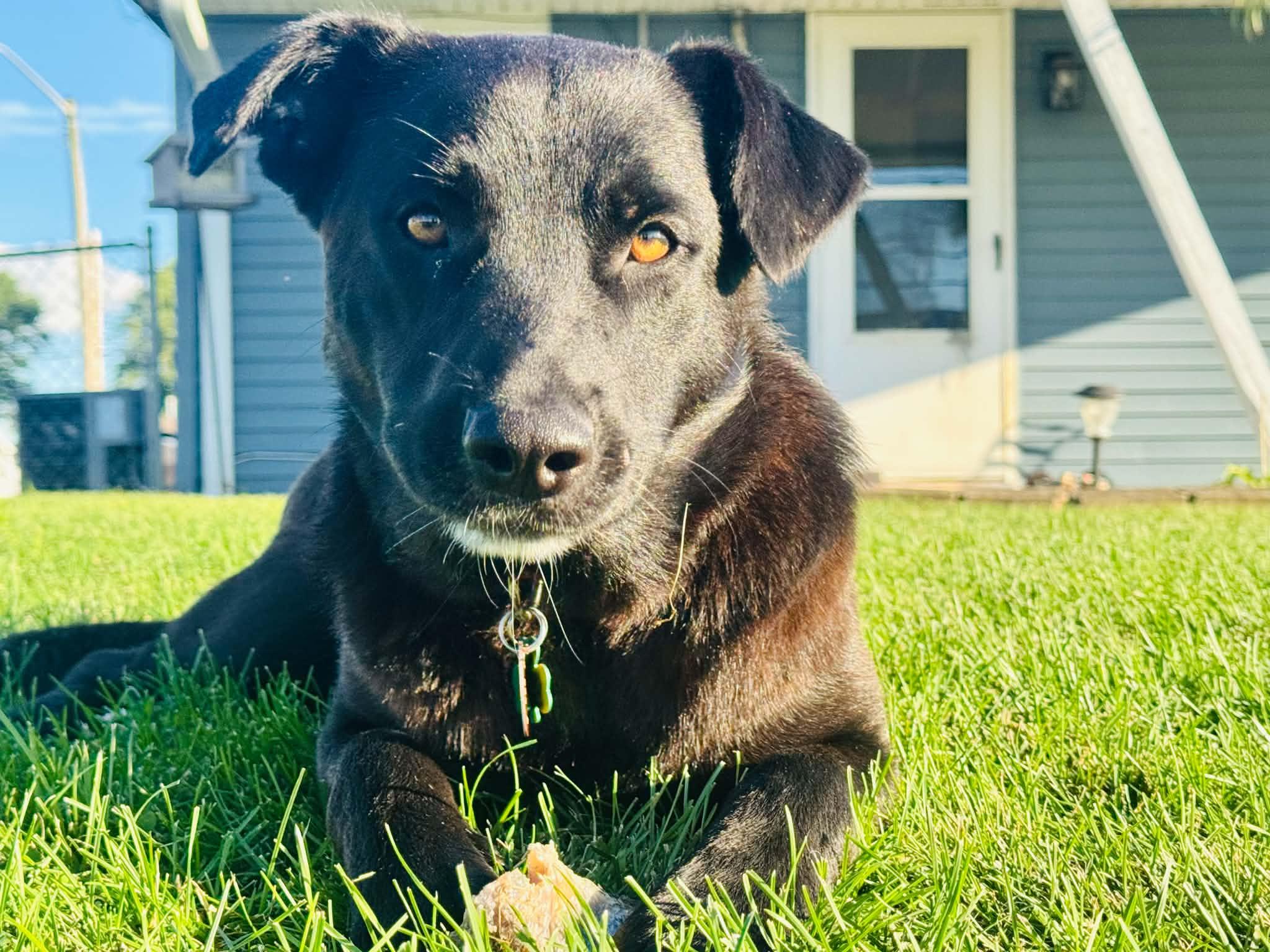 Naomi, a Adoptable mixed breed in Brattleboro, VT image 1/4