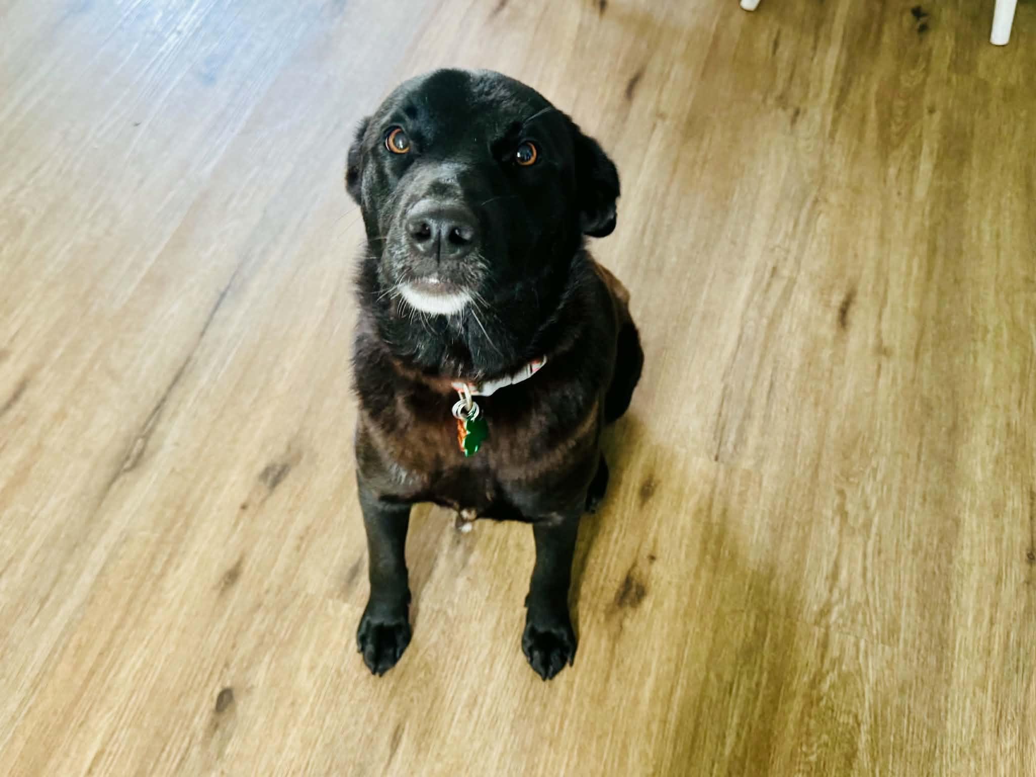 Naomi, a Adoptable mixed breed in Brattleboro, VT image 2/4