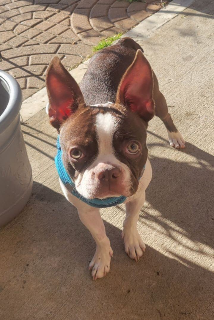 MCCARTNEY, Adopted, Young Male Boston Terrier.