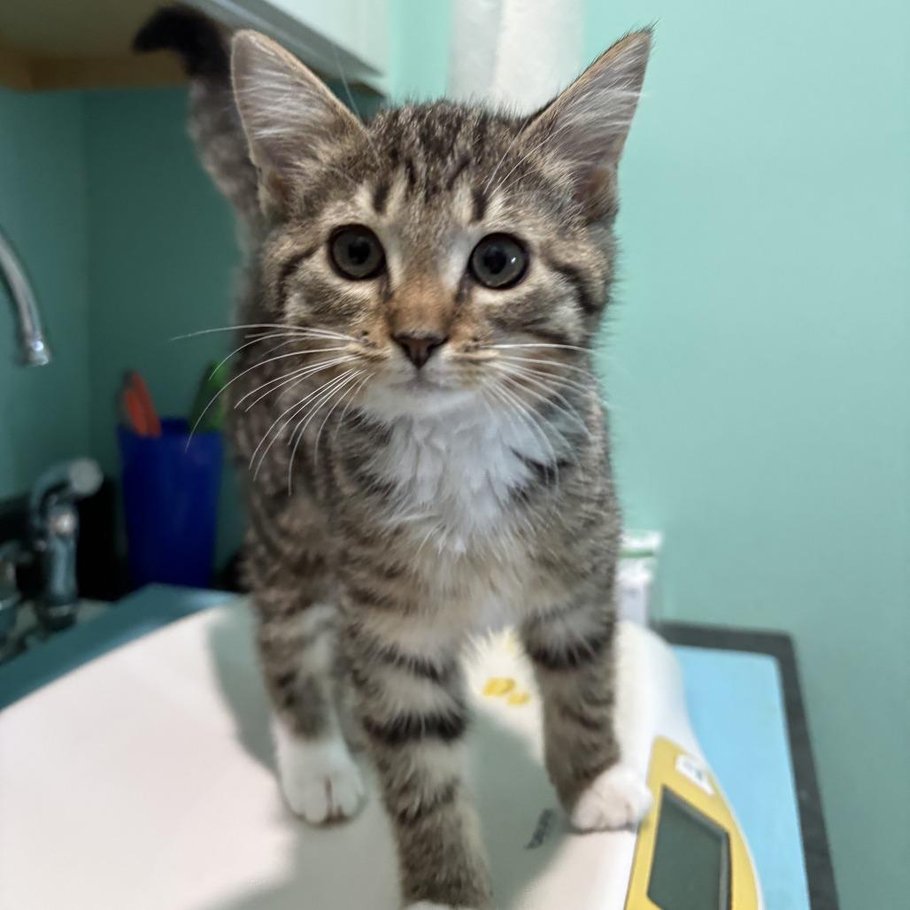 Jubilee, a Adoptable Domestic Short Hair in Marion, VA image 1/6