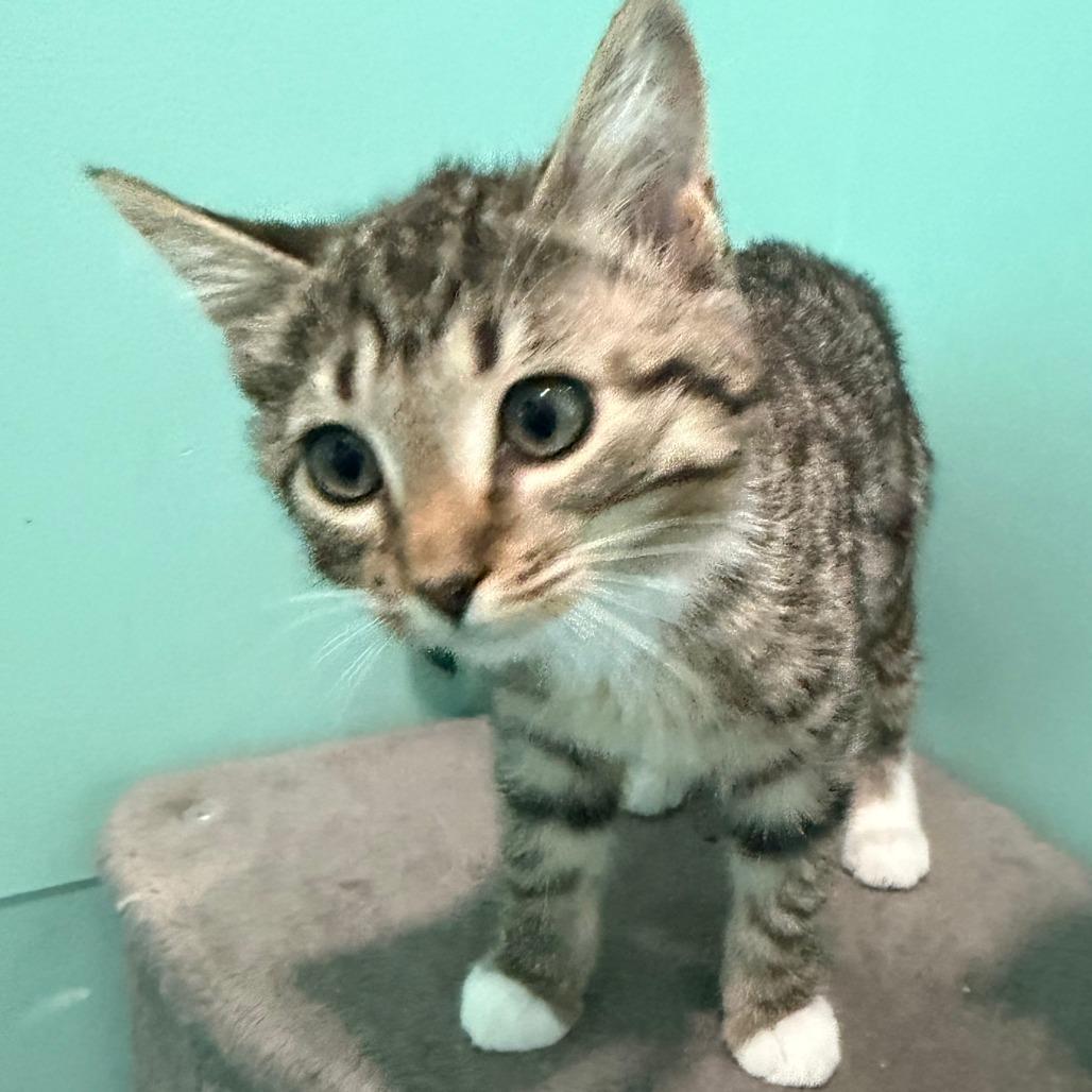 Jubilee, a Adoptable Domestic Short Hair in Marion, VA image 2/6