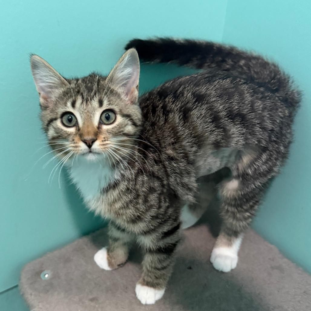 Jubilee, a Adoptable Domestic Short Hair in Marion, VA image 3/6