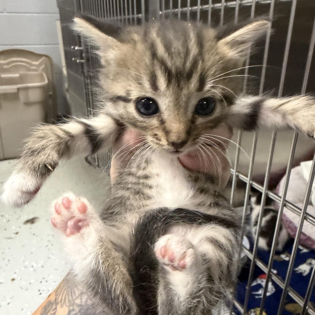 Jubilee, a Adoptable Domestic Short Hair in Marion, VA image 4/6