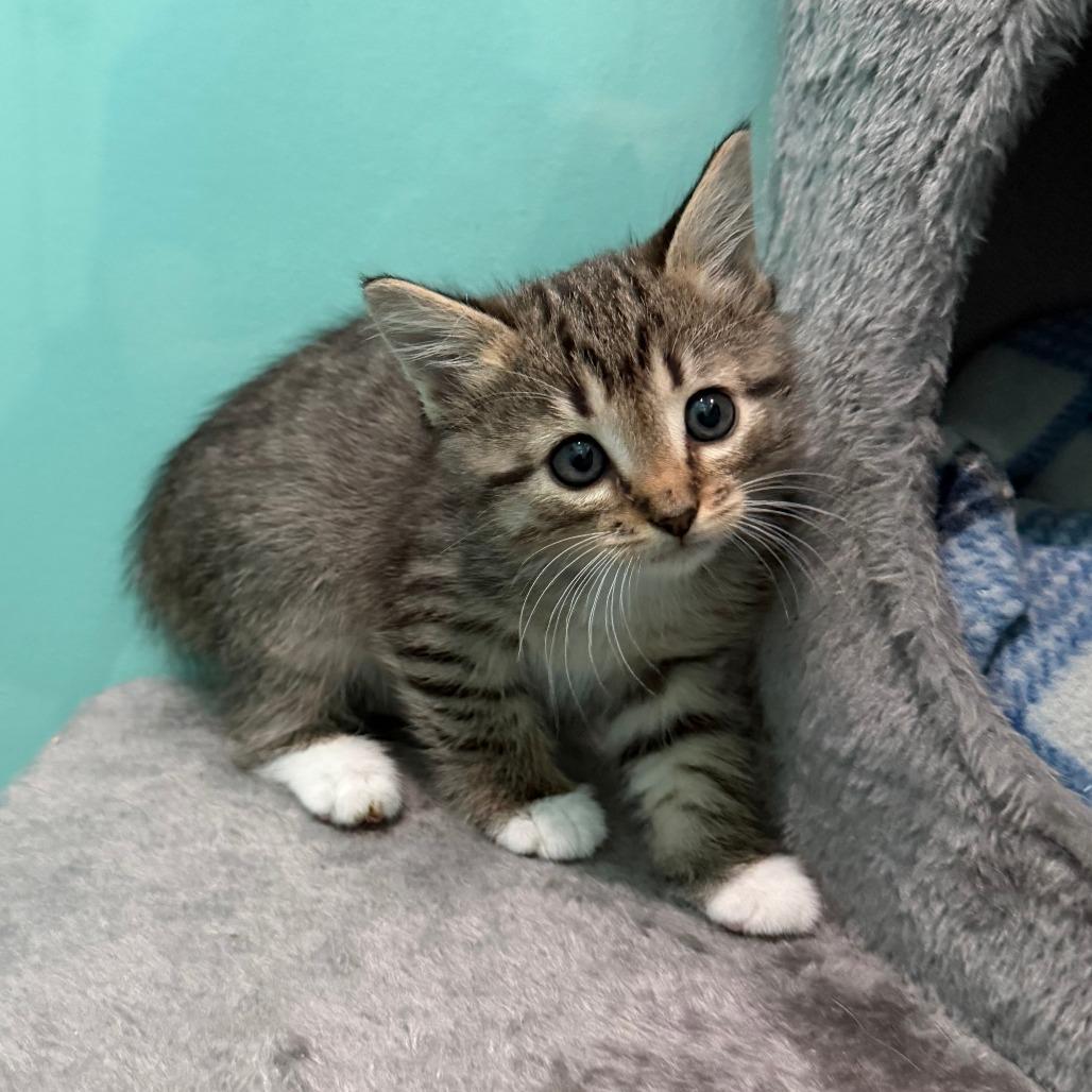 Jubilee, a Adoptable Domestic Short Hair in Marion, VA image 5/6