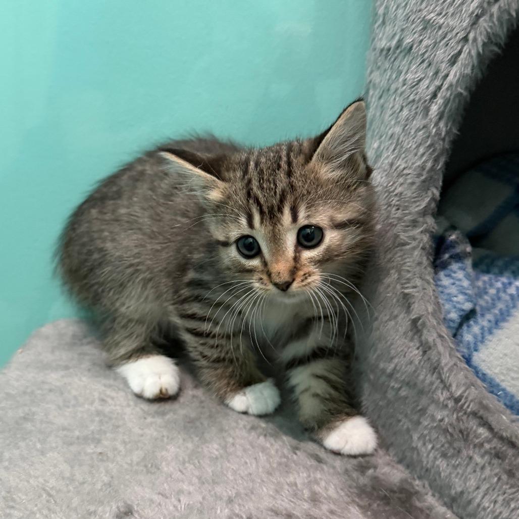 Jubilee, a Adoptable Domestic Short Hair in Marion, VA image 6/6
