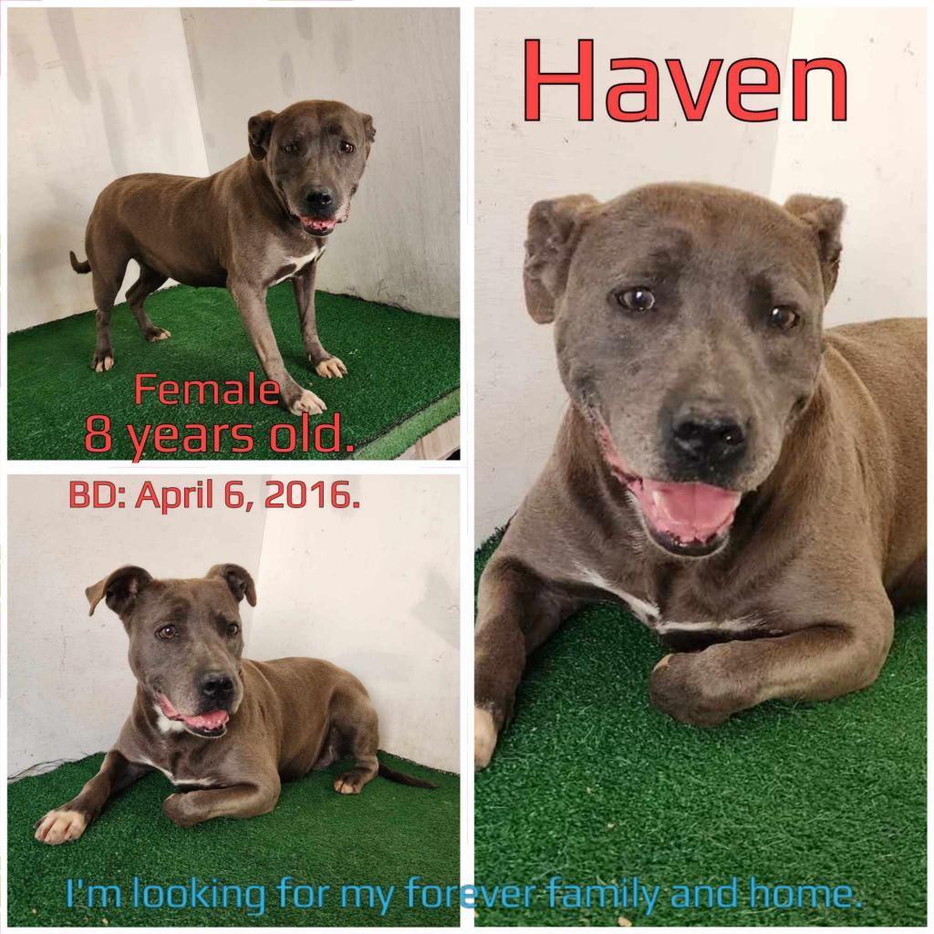 Haven — thumbnail 2