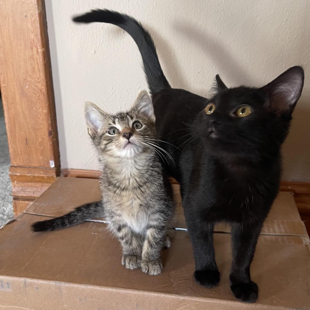 Abbott, Adoptable, Kitten Male Domestic Short Hair.