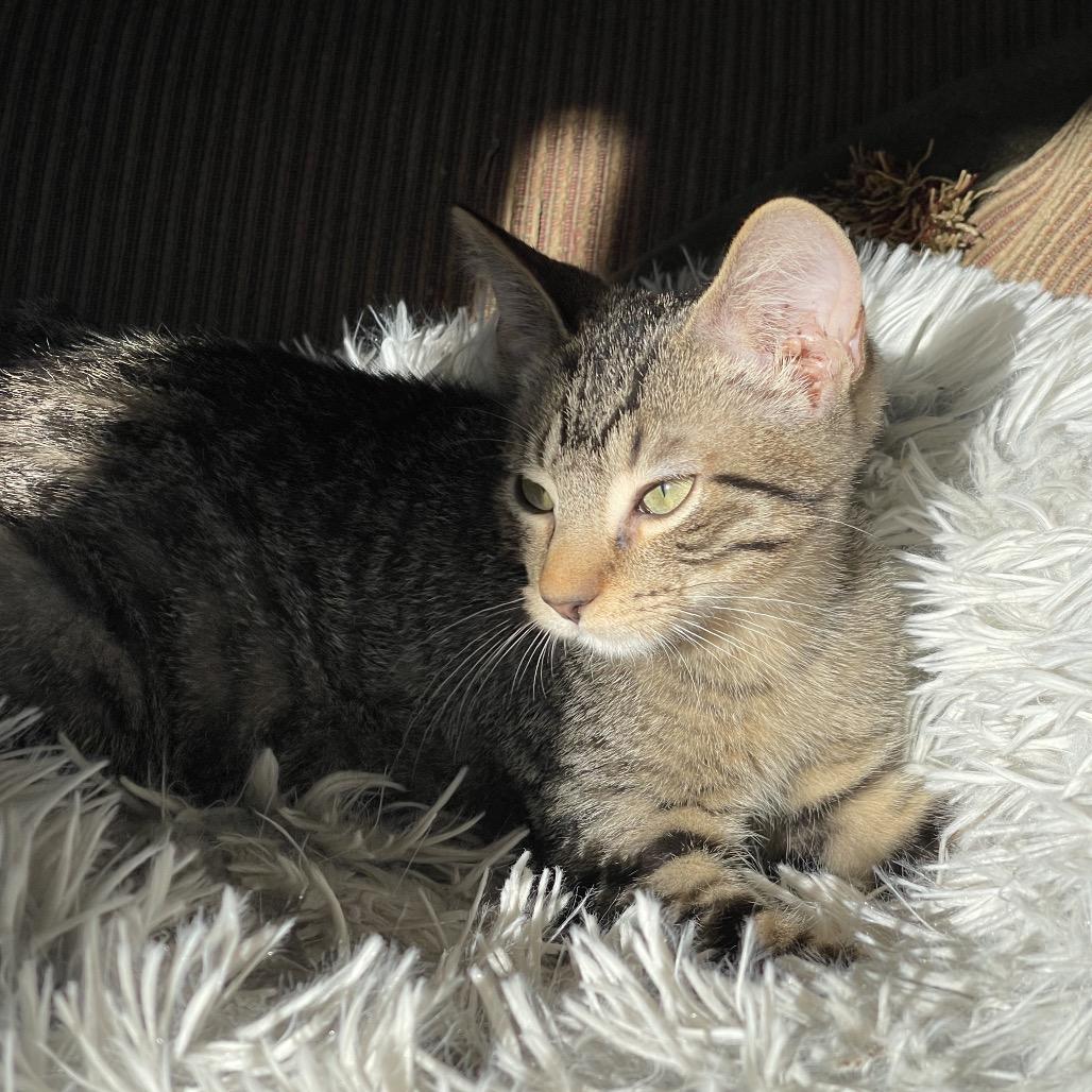 Abbott, Adoptable, Kitten Male Domestic Short Hair.