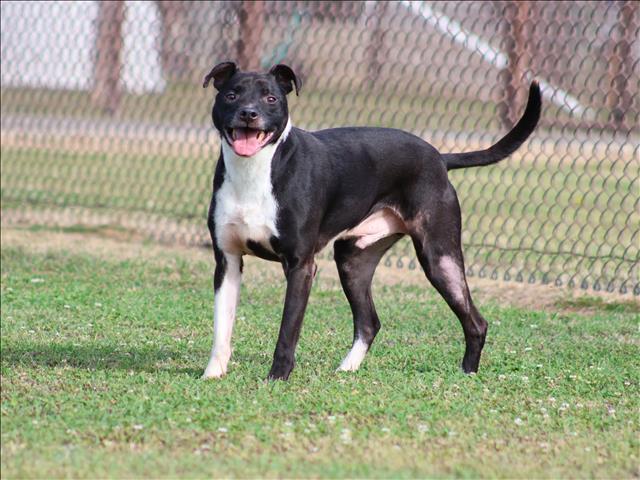 Enlarge BRODY, a Adoptable mixed breed in Appling, GA image 1/1