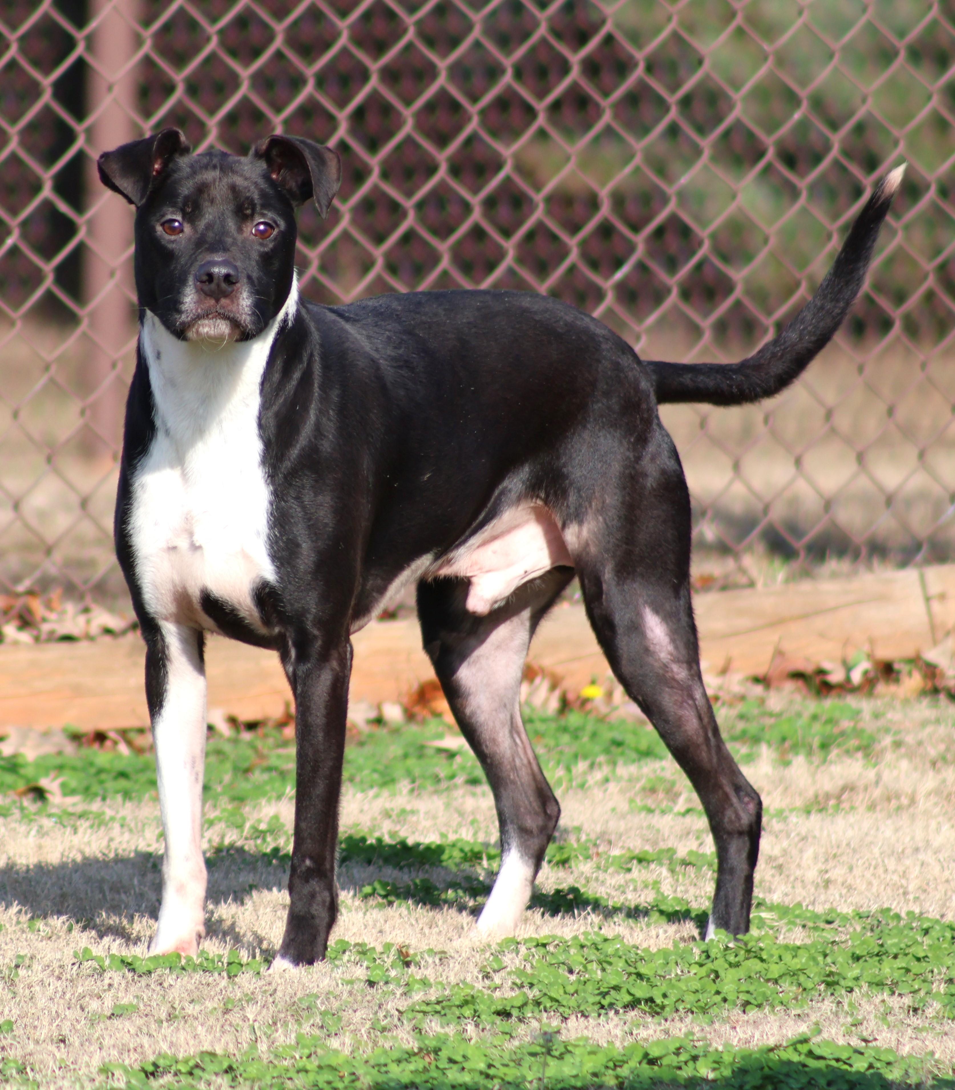 BRODY, Adoptable, Adult Male Labrador Retriever & Mixed Breed.