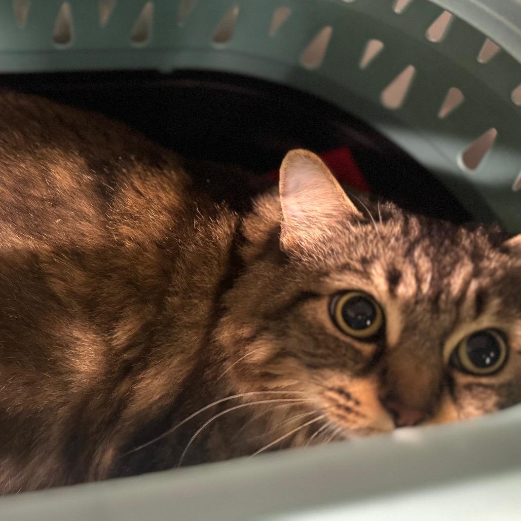 Fireball, Adoptable, Adult Female Domestic Short Hair.