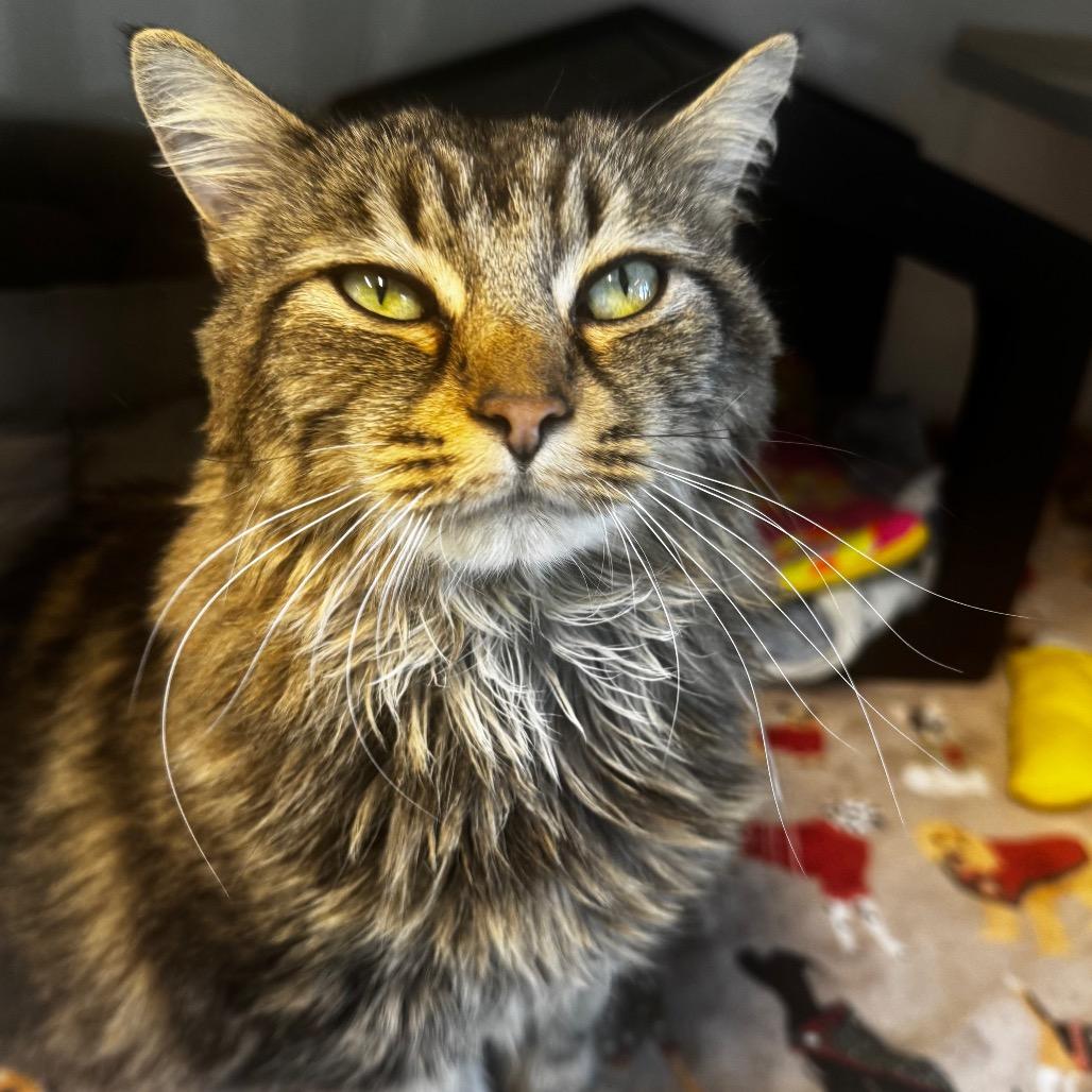 Enlarge Fireball, a Adoptable Domestic Short Hair in Wheeling, IL image 2/5