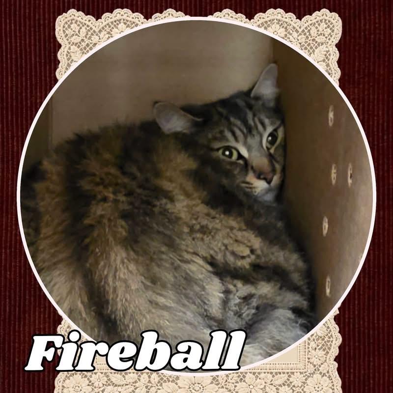 Enlarge Fireball, a Adoptable Domestic Short Hair in Wheeling, IL image 3/5