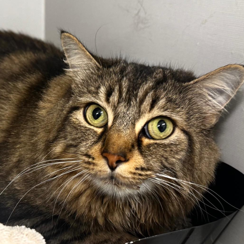 Enlarge Fireball, a Adoptable Domestic Short Hair in Wheeling, IL image 4/5