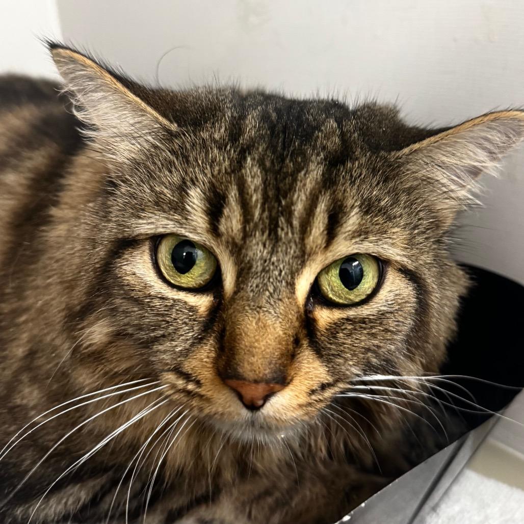 Enlarge Fireball, a Adoptable Domestic Short Hair in Wheeling, IL image 5/5