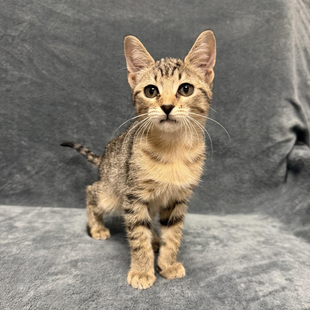 Enlarge Paprika, a Adoptable mixed breed in Brenham, TX image 2/6