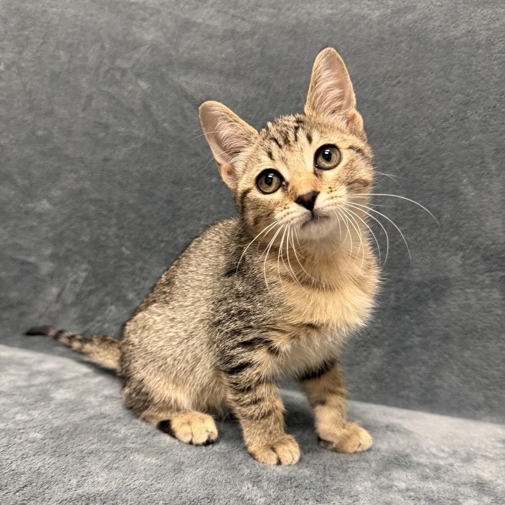 Enlarge Paprika, a Adoptable mixed breed in Brenham, TX image 4/6