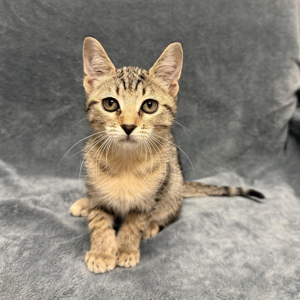 Enlarge Paprika, a Adoptable mixed breed in Brenham, TX image 3/6