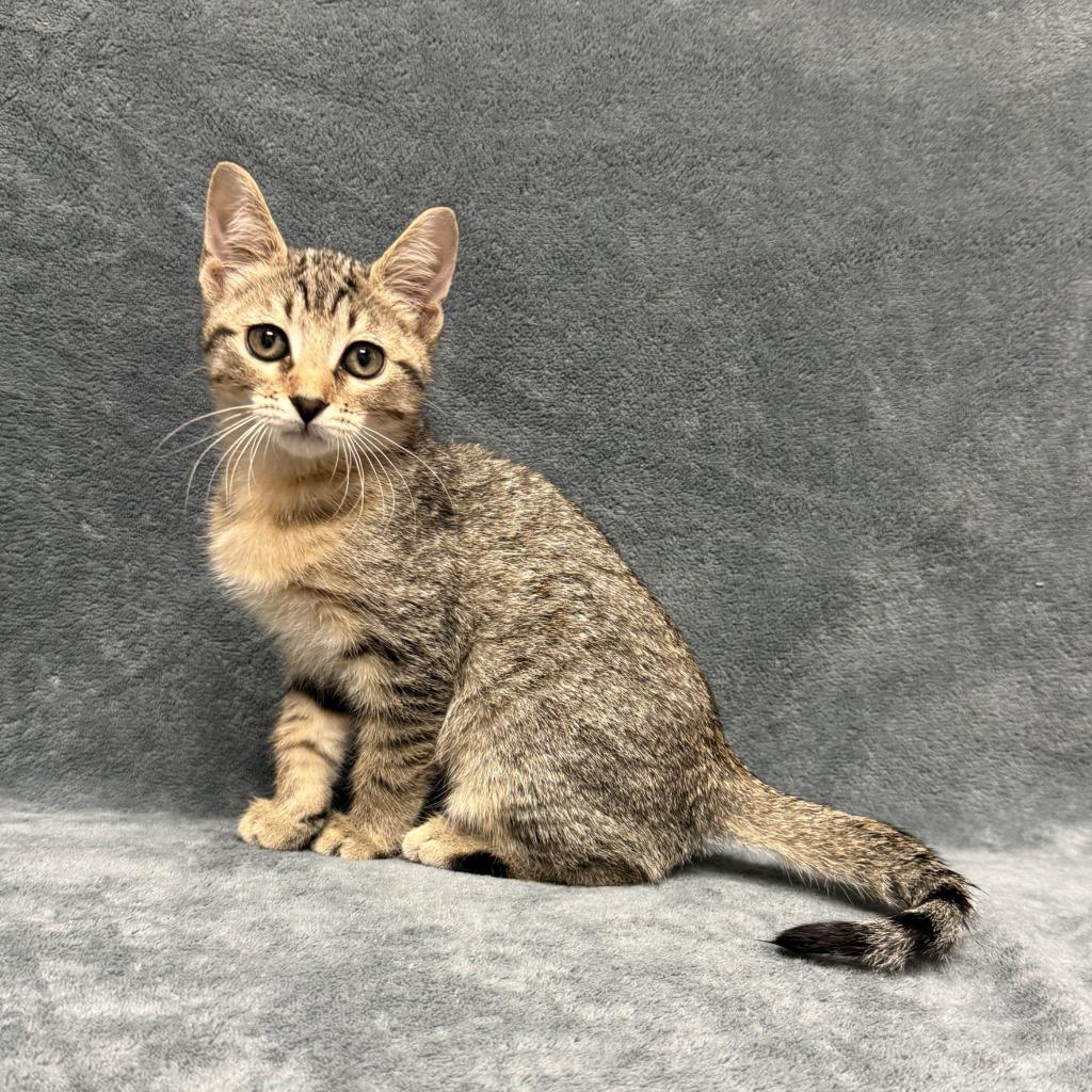 Enlarge Paprika, a Adoptable mixed breed in Brenham, TX image 5/6