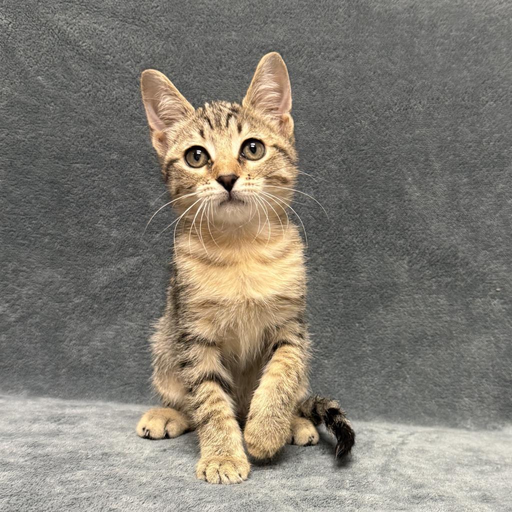 Enlarge Paprika, a Adoptable mixed breed in Brenham, TX image 6/6