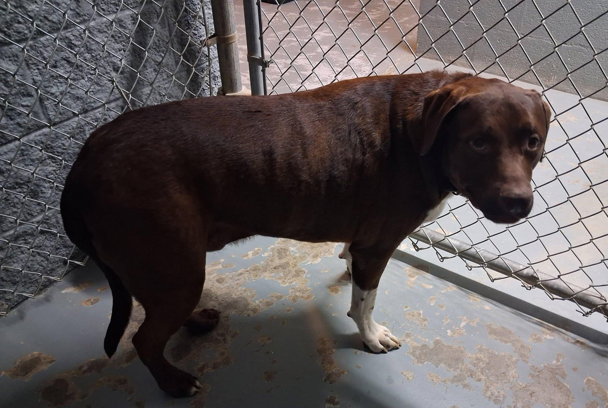 Hershey, ADOPTABLE, Adult Male Labrador Retriever.