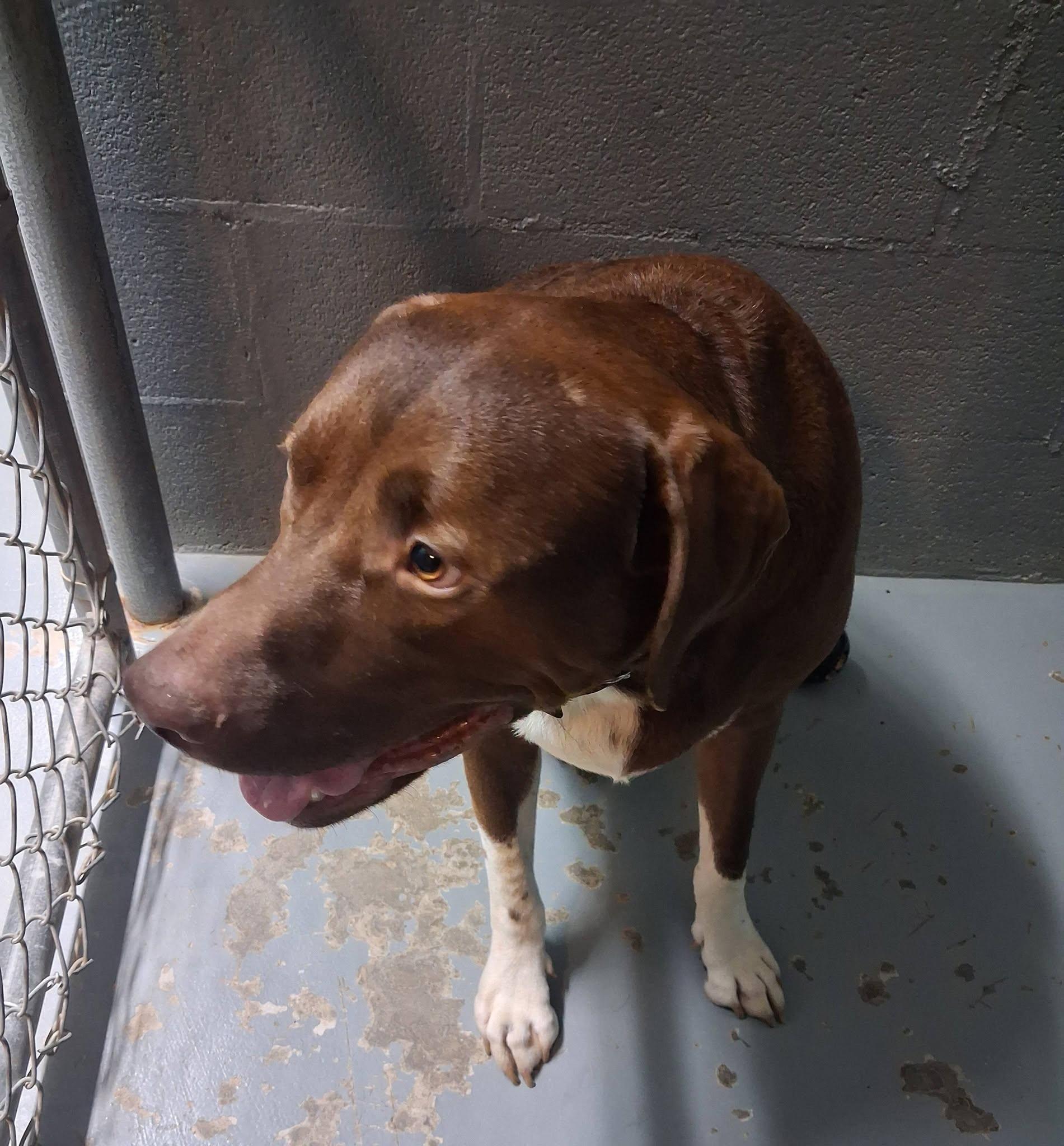 Hershey, a ADOPTABLE mixed breed in Stuart, VA image 2/2
