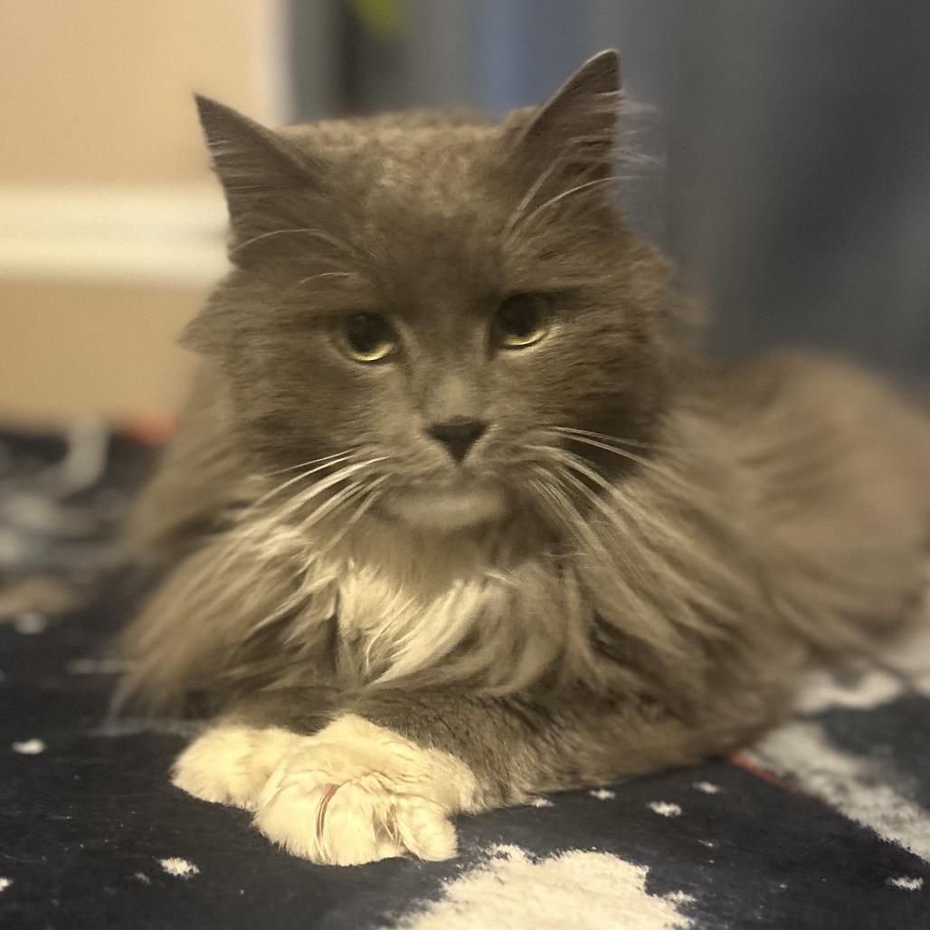Grayson, Adoptable, Adult Male Domestic Long Hair & Domestic Long Hair.