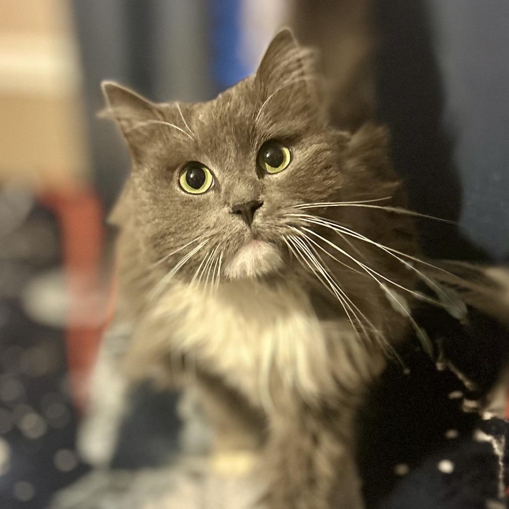 Enlarge Grayson, a Adoptable mixed breed in Philadelphia, PA image 2/6