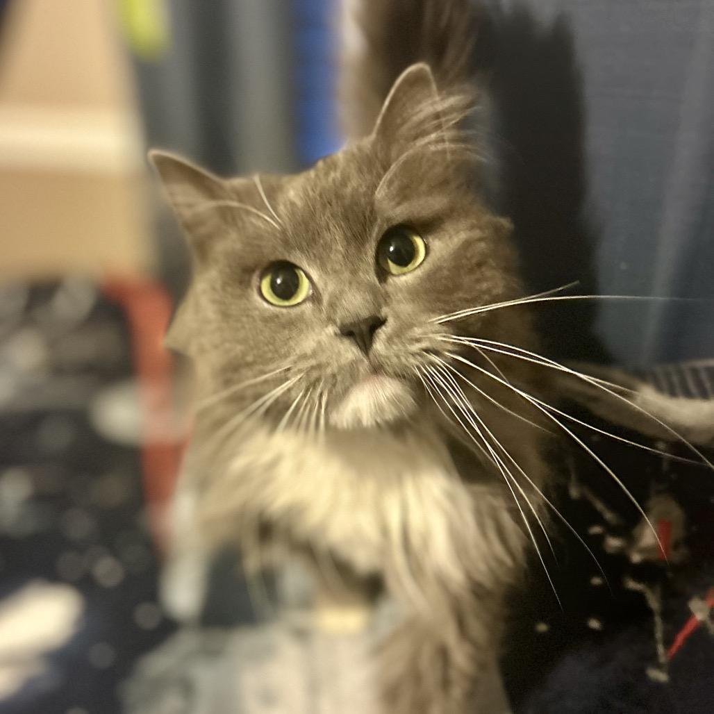 Enlarge Grayson, a Adoptable mixed breed in Philadelphia, PA image 3/6