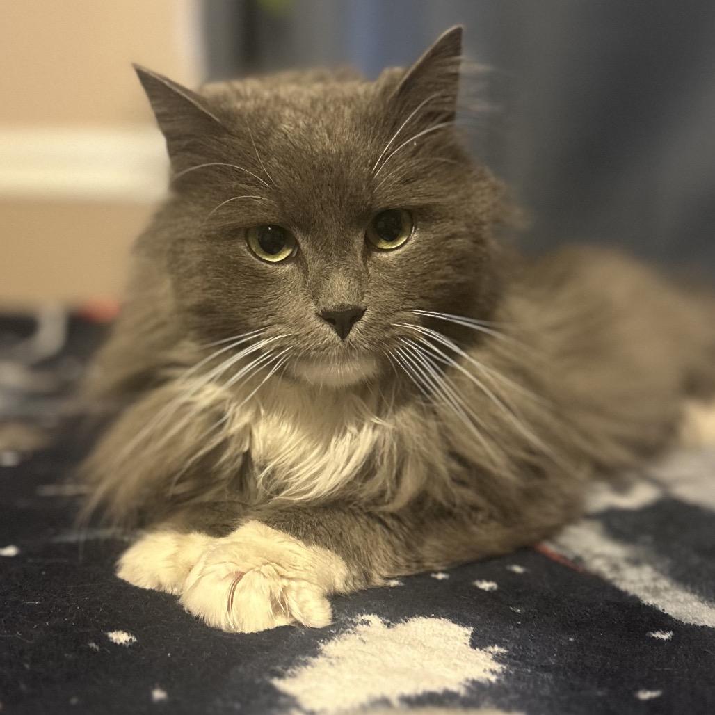 Enlarge Grayson, a Adoptable mixed breed in Philadelphia, PA image 4/6