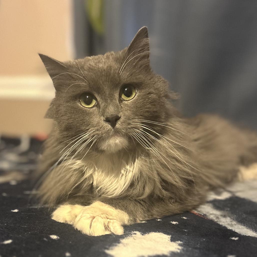 Enlarge Grayson, a Adoptable mixed breed in Philadelphia, PA image 5/6