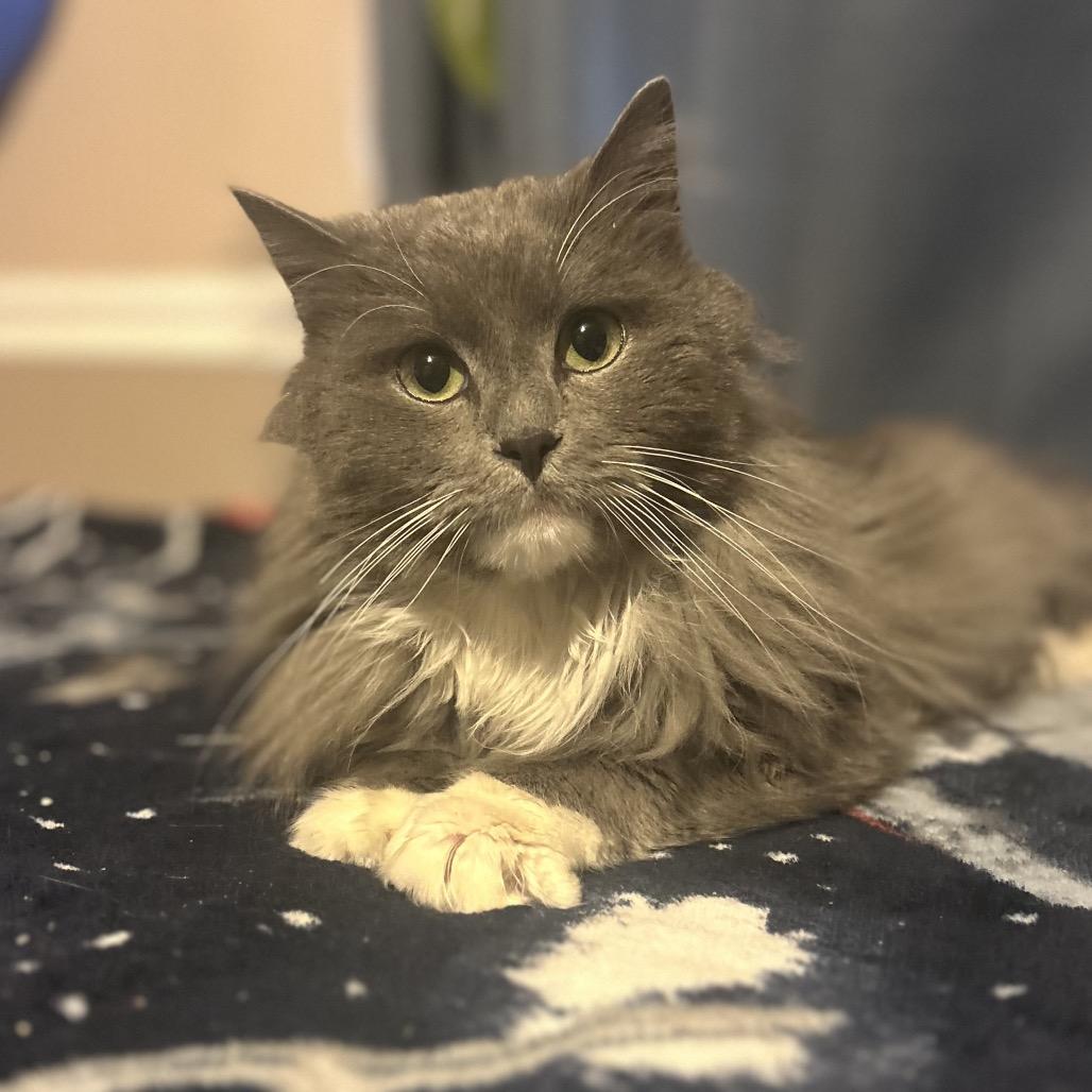 Enlarge Grayson, a Adoptable mixed breed in Philadelphia, PA image 6/6