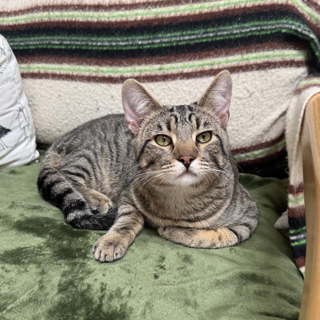 Douglas, Adoptable, Young Male Domestic Short Hair.