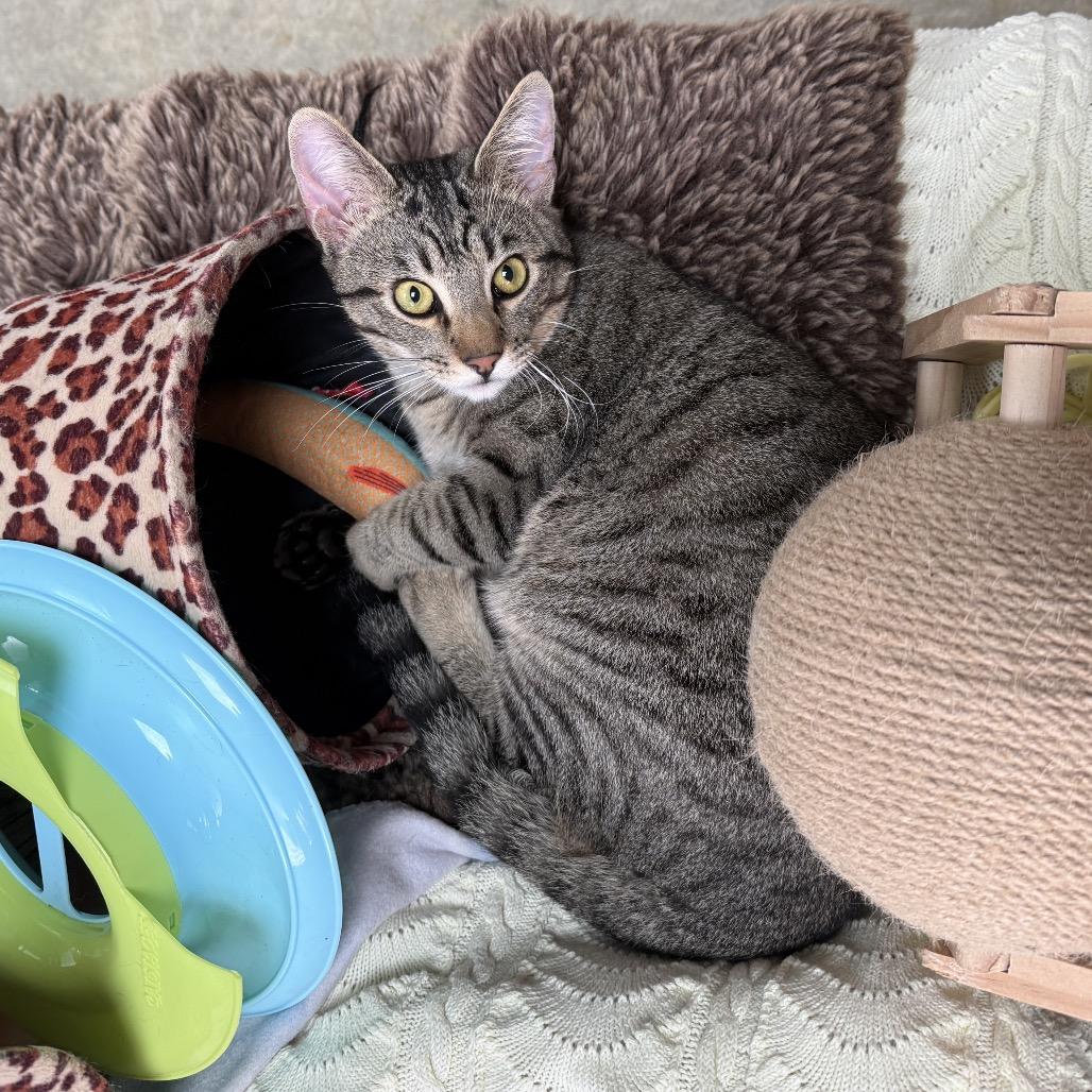 Enlarge Douglas, a Adoptable Domestic Short Hair in Fort Bragg, CA image 2/4