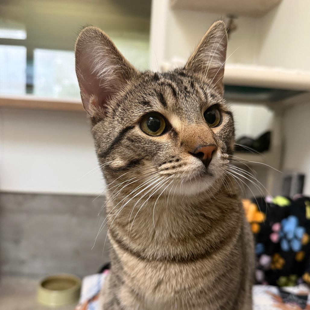 Douglas, a Adoptable Domestic Short Hair in Fort Bragg, CA image 2/3