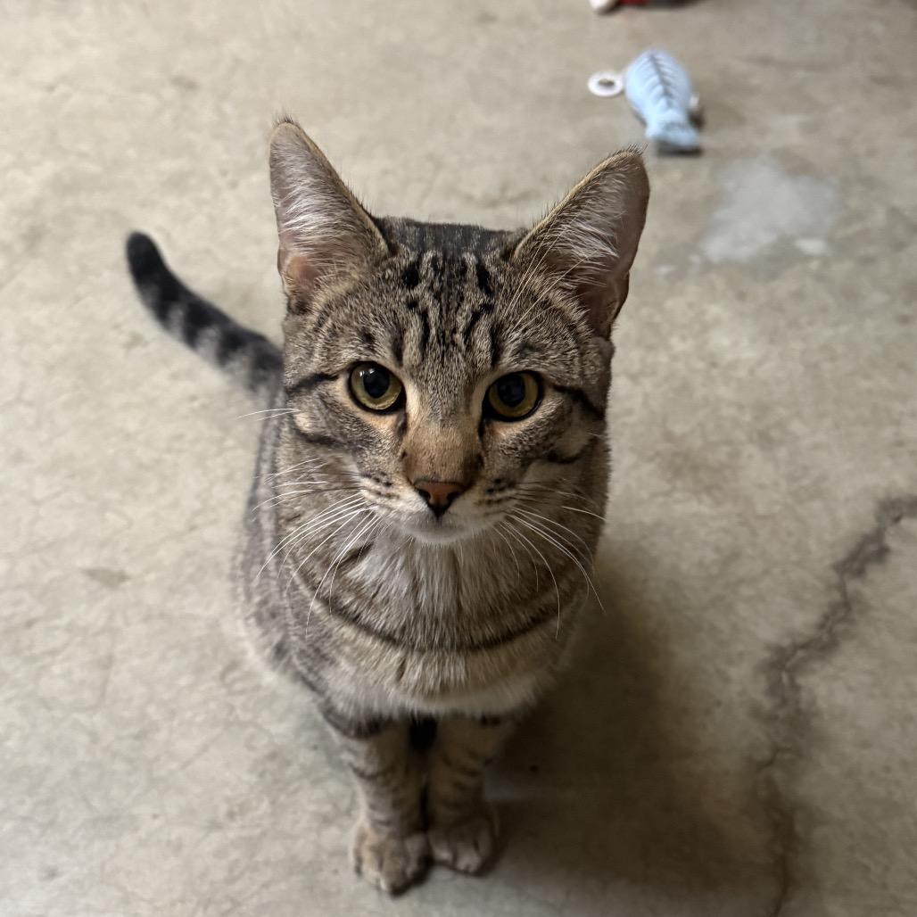 Douglas, a Adoptable Domestic Short Hair in Fort Bragg, CA image 3/3