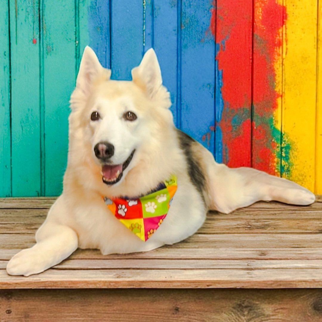 Akira, a Adoptable Alaskan Malamute in Winter Springs, FL image 3/4