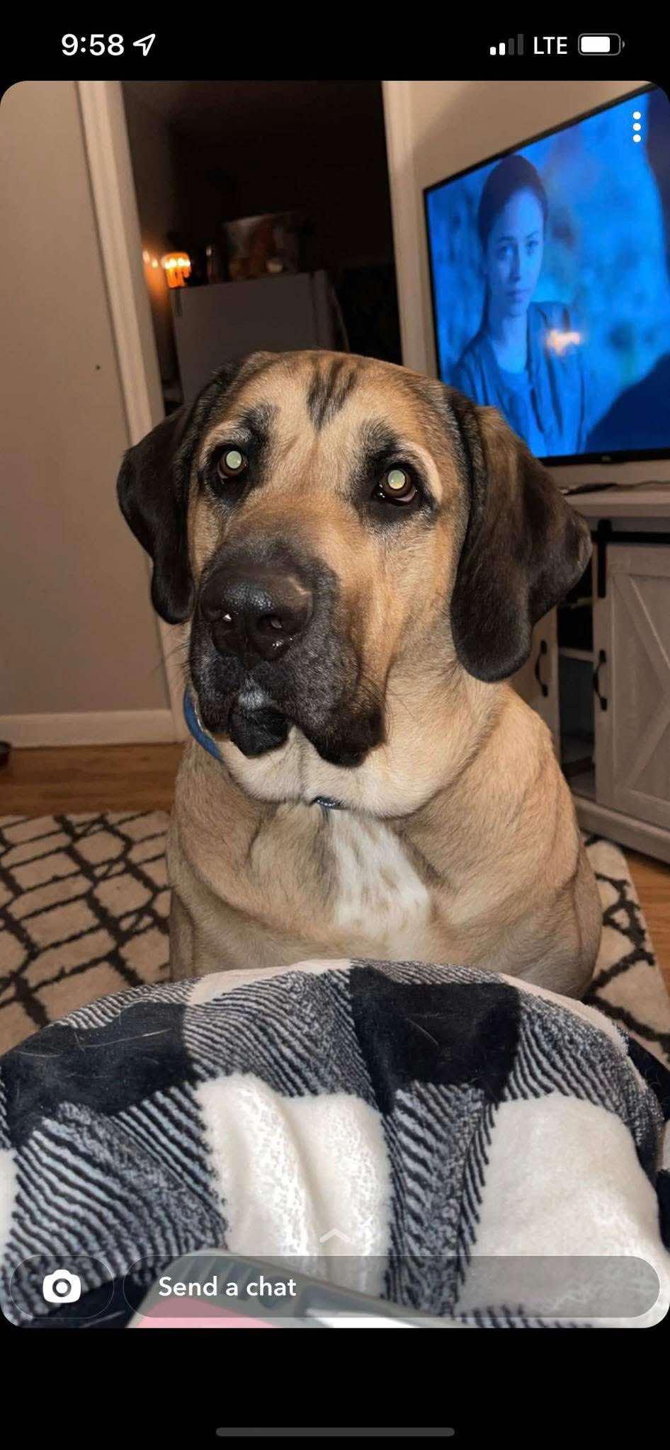 Diesel, Adoptable, Adult Male Mastiff & Great Pyrenees.