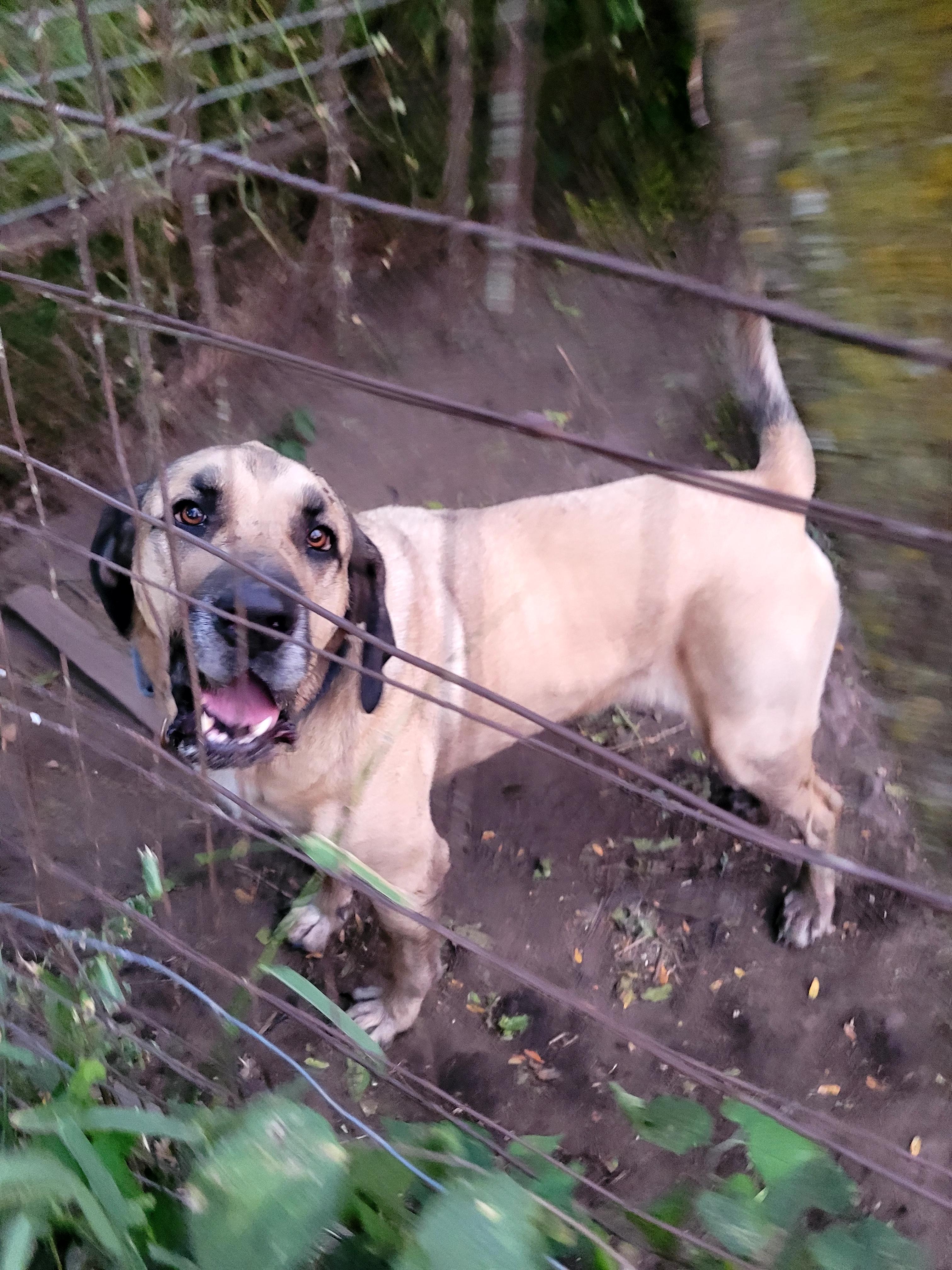 Diesel, a Adoptable mixed breed in Clarion, IA image 3/5