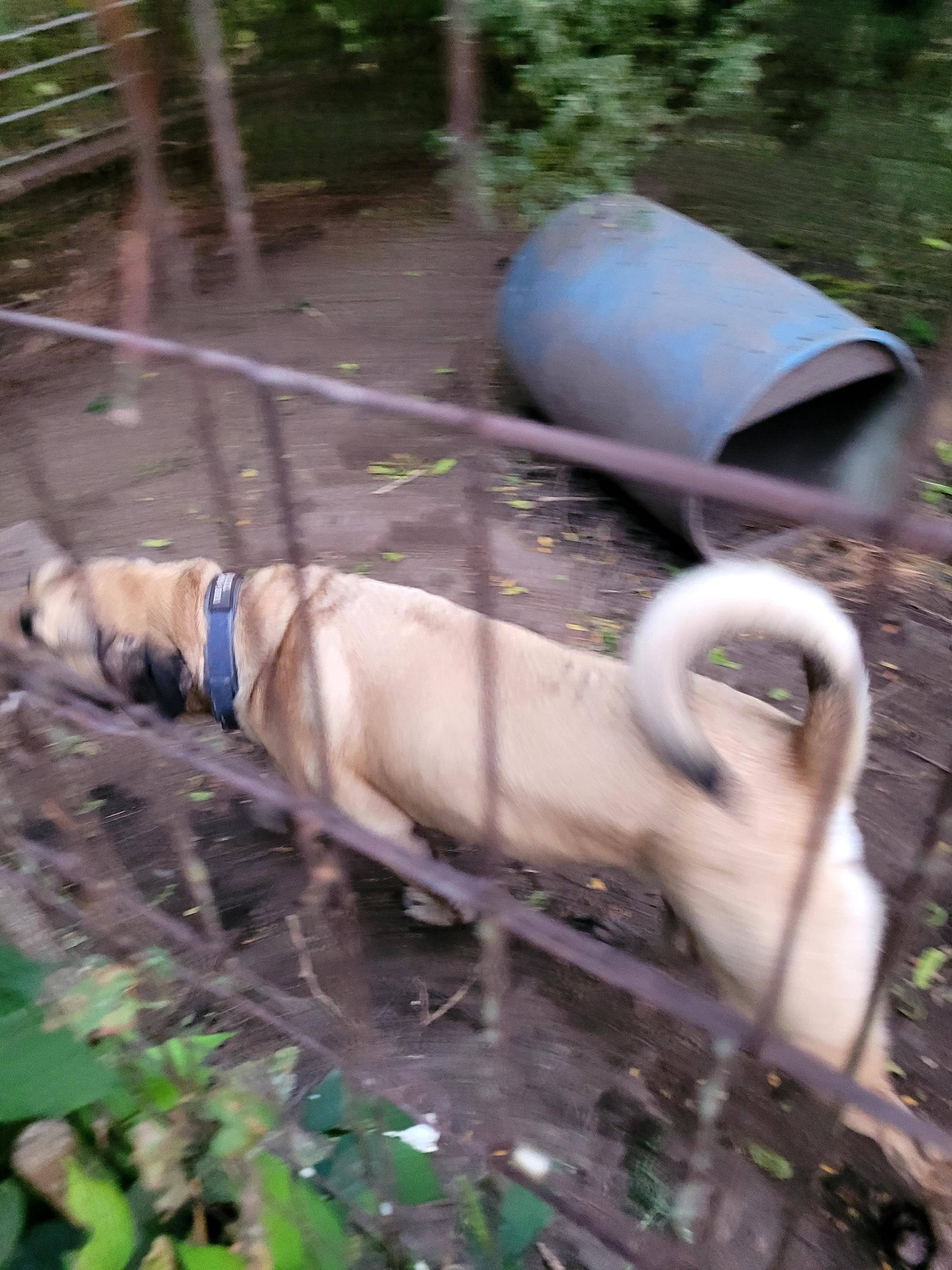 Diesel, a Adoptable mixed breed in Clarion, IA image 4/5