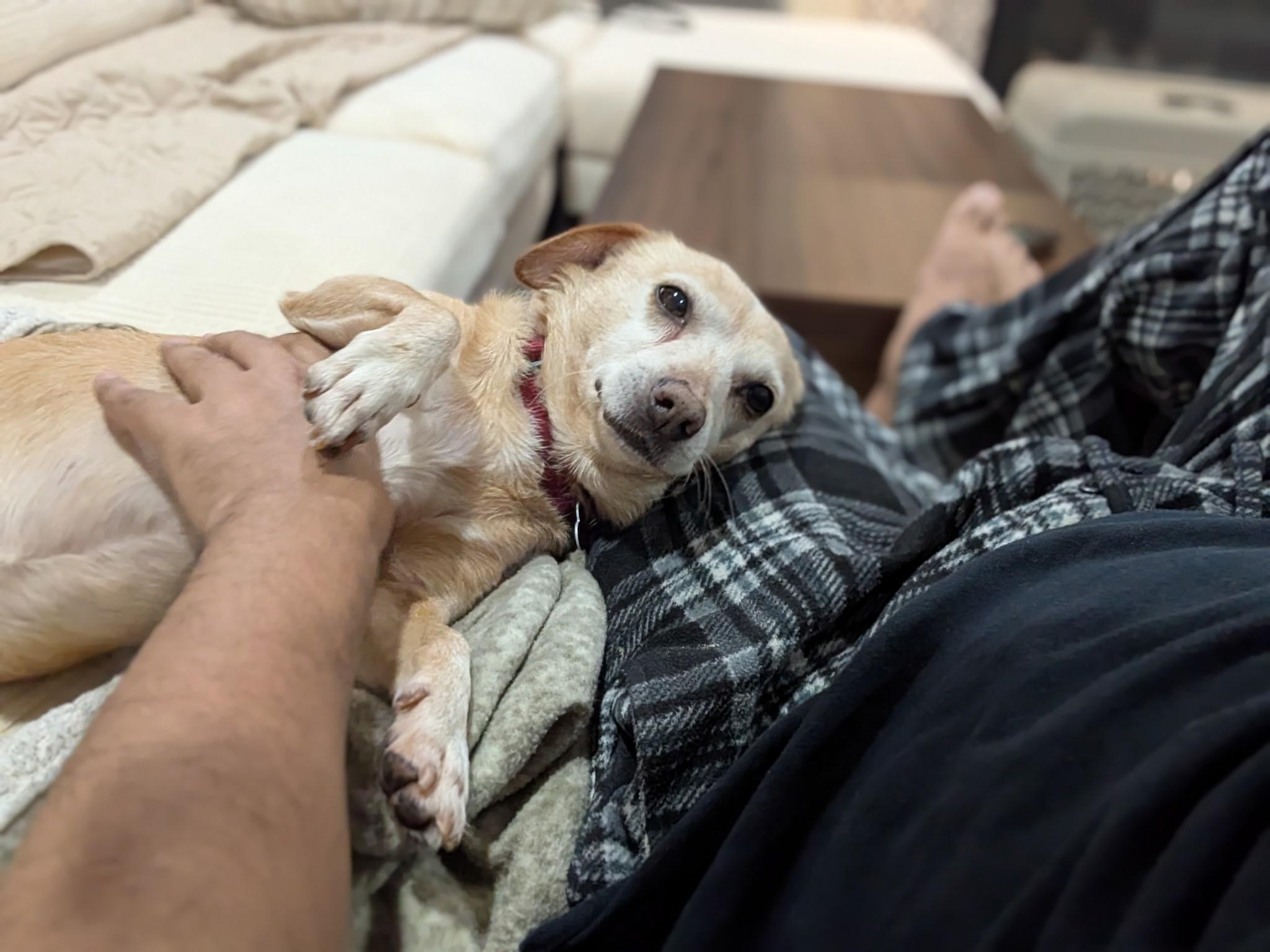 Enlarge Cherokee, a ADOPTABLE mixed breed in Covington, WA image 6/6