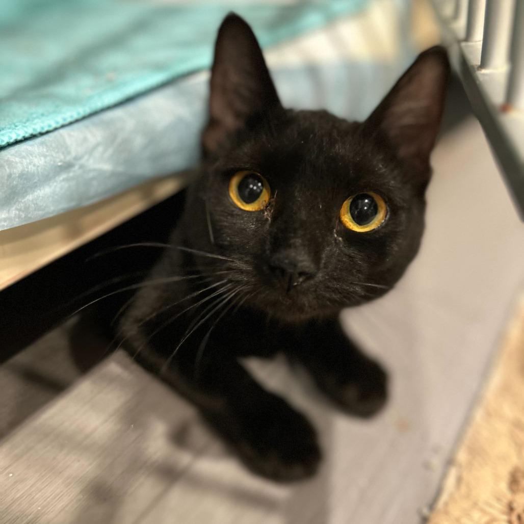 Enlarge Sabrina, a Adoptable Domestic Short Hair in Alexandria, VA image 1/1