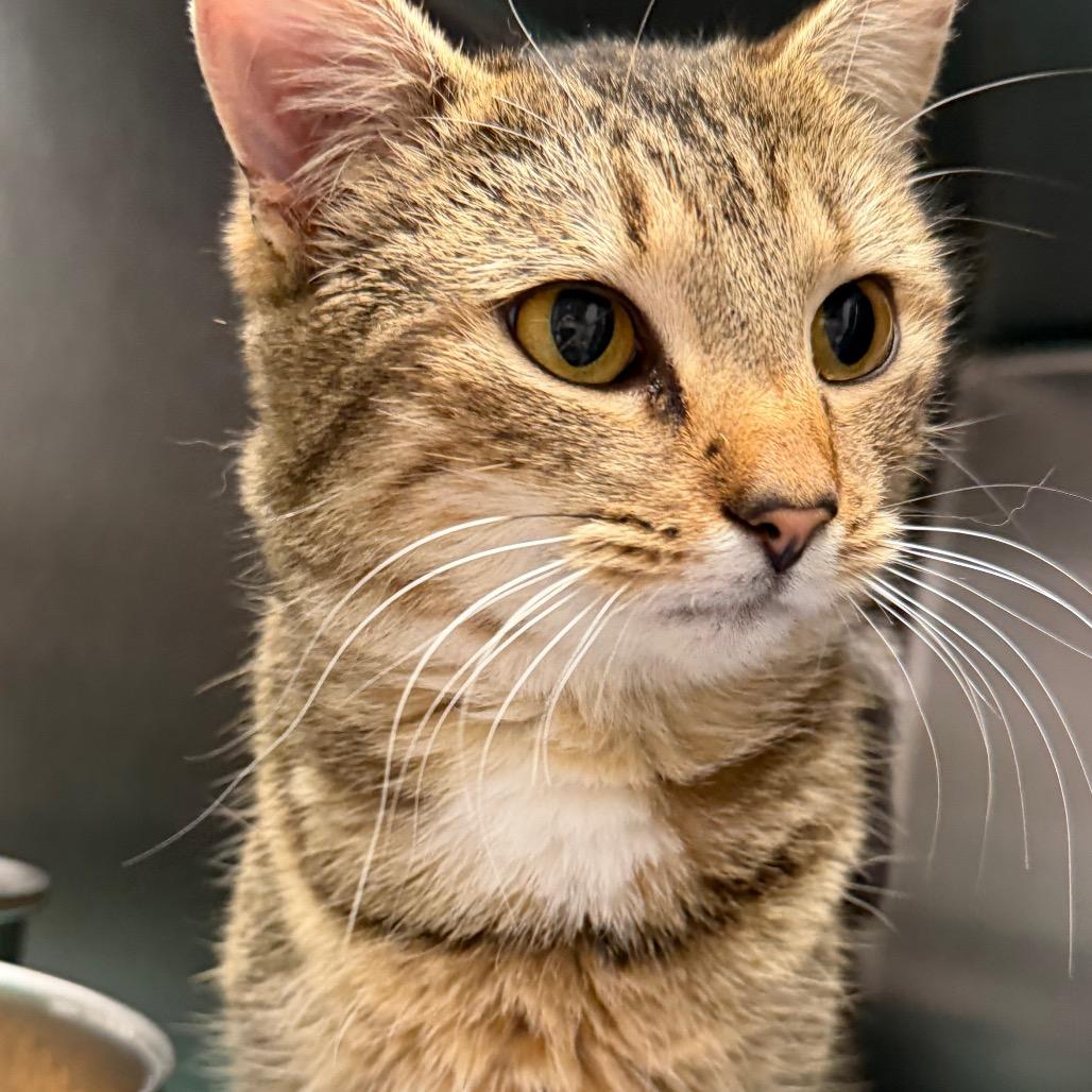 Hawaiian Roll, Adoptable, Adult Female Domestic Short Hair.