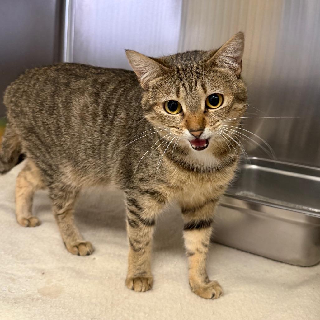 Enlarge Hawaiian Roll, a Adoptable Domestic Short Hair in Blairsville, GA image 2/3