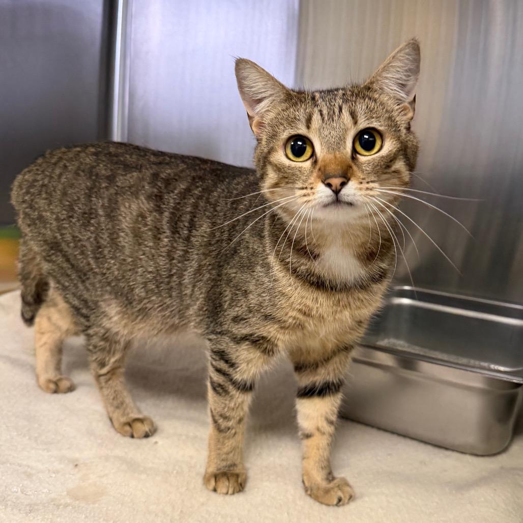 Enlarge Hawaiian Roll, a Adoptable Domestic Short Hair in Blairsville, GA image 3/3