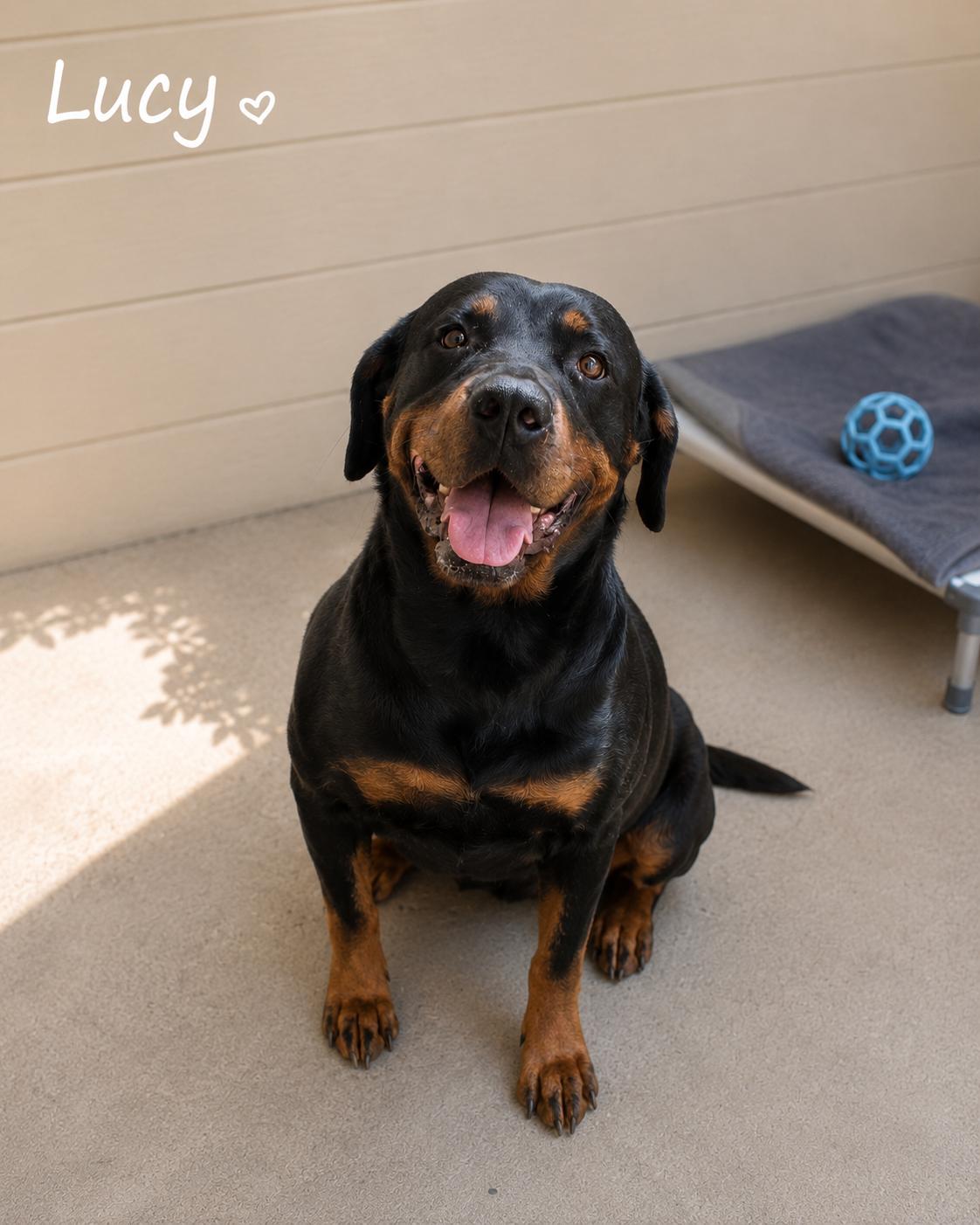 Enlarge Lucy ( aka Rotti Girl), an adopted Rottweiler in Sylacauga, AL image 1/1