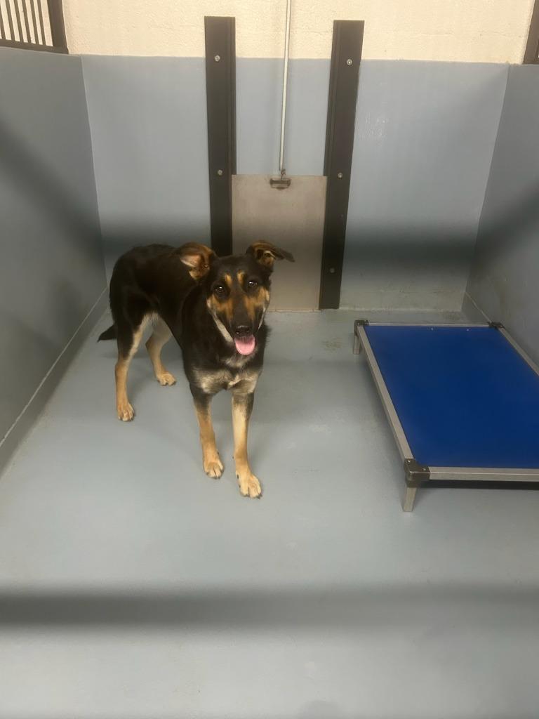 Gretchen, Adoptable, Young Female German Shepherd Dog & Mixed Breed.