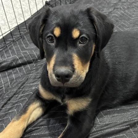 Onyx, Adoptable, Puppy Male German Shepherd Dog & Mixed Breed.